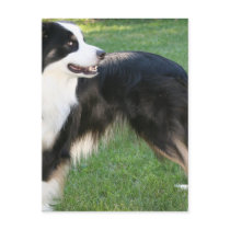 Aussie Shepherd Postcard