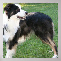 Aussie Shepherd  Poster