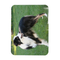 Aussie Shepherd Premium Magnet