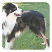 Aussie Shepherd Stickers