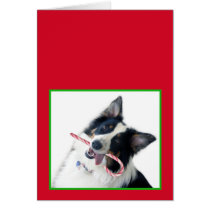 Aussie with Candy Cane cards