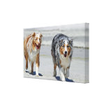 Aussies - 1st Day of Summer Beach Stroll Stretched Canvas Print