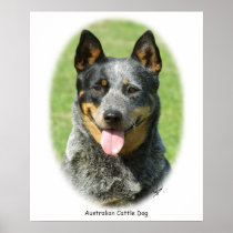 Aust Cattle Dog 9F059D-15 Posters