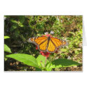 Austin butterfly cards by silvapagan Austin butterfly cards