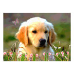 Austin Golden Labrador Puppy Custom Announcements