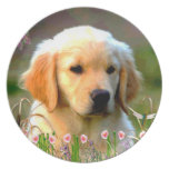 Austin Golden Labrador Puppy Party Plate