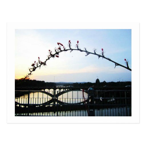 Austin Texas Post Cards