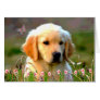 Austin The Golden Labrador Cards