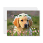 Austin The Golden Labrador Announcement