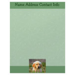 Austin The Golden Labrador Letterhead