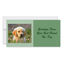 Austin The Golden Labrador photo cards