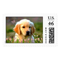 Austin The Golden Labrador Postage