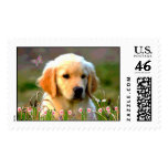 Austin The Golden Labrador Postage