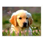 Austin The Golden Labrador Postcard