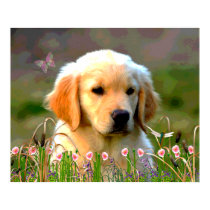 Austin The Golden Labrador posters by orsobear Austin The Golden Labrador posters