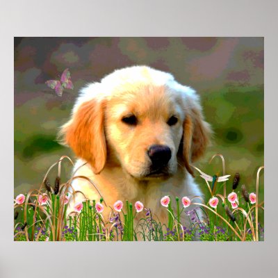 Austin The Golden Labrador Poster by orsobear