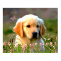 Austin The Golden Labrador posters