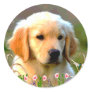 Austin The Golden Labrador Sticker