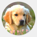 Austin The Golden Labrador Sticker
