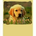 Austin The Golden Labrador t-shirts