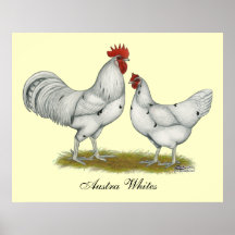 Austra White Chickens Print