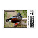 Australasian Shoveler Duck postage