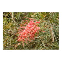 Australia Flora Poster