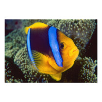 Australia, Great Barrier Reef, Anemonefish
