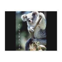 Australia Koala Bear Postcards