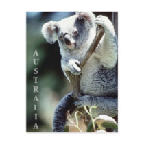 Australia Koala Bear Postcards