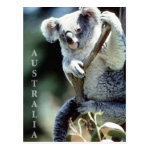 australia koala bear postcards r32b8222b4b7148eba7f2fbc71c06f99a vgbaq 8byvr 150 Australia