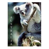 Australia Koala Bear postcards