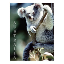 Australia Koala Bear Postcards