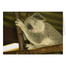 Australia, Queensland, Brisbane. Fig Tree Card
