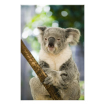Australia, Queensland, Brisbane, Fig Tree
