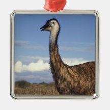 Australia, Western Australia. Emu (Dromaius Christmas Ornament
