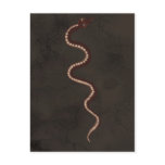 Australian Aboriginal Desert Snake Art Postcard