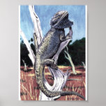 Australian Bearded Dragon posters
