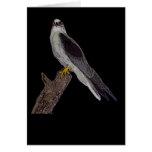 Australian blackshouldered kite cards