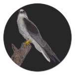 Australian blackshouldered kite round sticker