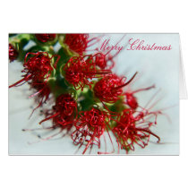 Australian Bottlebrush Christmas Card cards