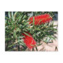 Australian Bottlebrush Post Cards