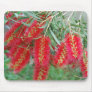 Australian Bottlebrushes Mousepads