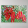 Australian Bottlebrushes Posters