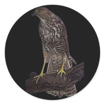 Australian brown goshawk stickers by Lisachromis Australian brown goshawk stickers