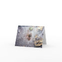 Australian Brown House Spider cards
