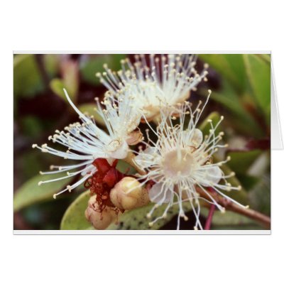 Australian Bush Cherry  Greeting Cards by ewselect