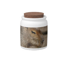 Australian Capybara  Cookie Jar Candy Dish