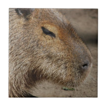 Australian Capybara Tile