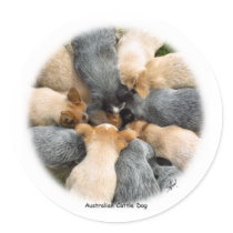 Australian Cattle Dog 8T60D-08_2 stickers
